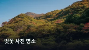 봄날의 꿈을 담다: 인생샷 건지는 벚꽃 사진 명소 BEST 가이드
